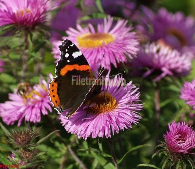 Hình ảnh file gốc in lụa File tranh phong cảnh thiên nhiên PCN1600