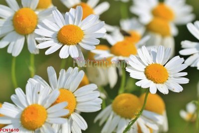 File gốc File tranh phong cảnh thiên nhiên PCN1610 (in tráng gương) ốp tường