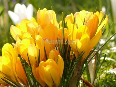 Download file gốc File tranh phong cảnh thiên nhiên PCN1618 (độ nét cao)