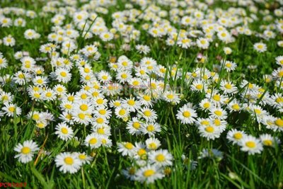 Tải file File tranh phong cảnh thiên nhiên PCN1637 (ảnh gốc) 300dpi File tranh phong cảnh thiên nhiên PCN1637