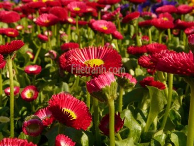 Tệp tin gốc File tranh phong cảnh thiên nhiên PCN1638 (chất lượng) File tranh phong cảnh thiên nhiên PCN1638