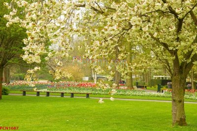 Tệp tin gốc File tranh phong cảnh thiên nhiên PCN1687 (chất lượng) File tranh phong cảnh thiên nhiên PCN1687