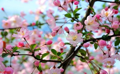 Tải file gốc File tranh phong cảnh thiên nhiên PCN1689 (in tráng gương) siêu đẹpFile tranh gốc File tranh phong cảnh thiên nhiên PCN1689 chất lượng cao