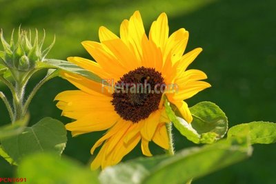 Tải file gốc File tranh phong cảnh thiên nhiên PCN1691 (bản PSD) chỉnh sửa được