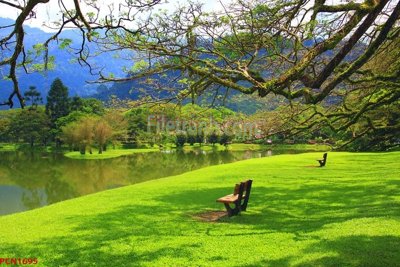 File in lụa File tranh phong cảnh thiên nhiên PCN1695 (hoa văn) File tranh phong cảnh thiên nhiên PCN1695