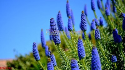 Tải file File tranh phong cảnh thiên nhiên PCN1702 (gốc) chủ đề hoa sen