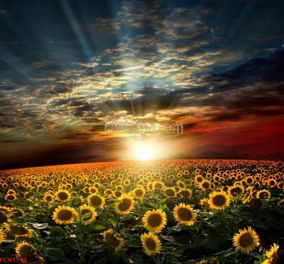 Tải file File tranh phong cảnh thiên nhiên PCN1743 (gốc) làm tranh trang trí