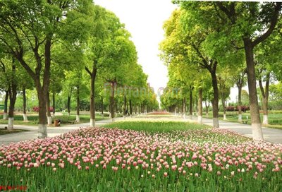 File tranh File tranh phong cảnh thiên nhiên PCN1762 (ảnh gốc) cho in ấn kỹ thuật số