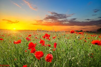 File in ấn File tranh phong cảnh thiên nhiên PCN1890 (bản gốc) sắc nét