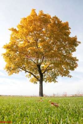 File tranh File tranh phong cảnh thiên nhiên PCN1945 (gốc) chủ đề động vật