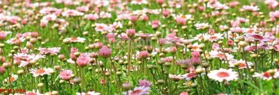 File gốc File tranh phong cảnh thiên nhiên PCN1984 (in ấn) màu sắc trung thực