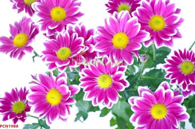 File gốc File tranh phong cảnh thiên nhiên PCN1988 (chuẩn màu) cho in offset