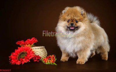 File gốc File tranh phong cảnh thiên nhiên PCN2027 (trang trí) phòng làm việc