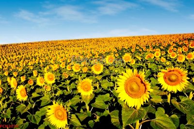 File tranh File tranh phong cảnh thiên nhiên PCN2039 (bản gốc) in lụa 3D