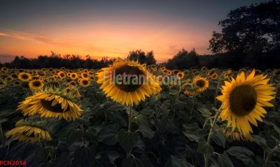 File gốc File tranh phong cảnh thiên nhiên PCN2054 (AI/EPS) cho in ấn