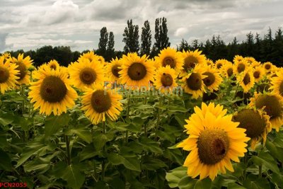 File gốc File tranh phong cảnh thiên nhiên PCN2055 (phong cách) cổ điển