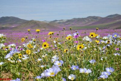 Tải file File tranh phong cảnh thiên nhiên PCN2062 (ảnh gốc) file AI/EPS