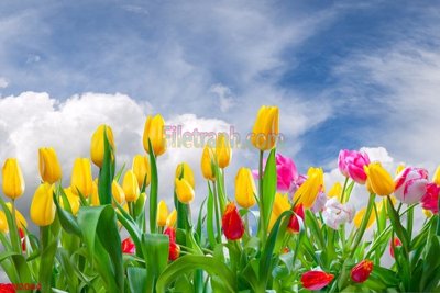 Download file gốc File tranh phong cảnh thiên nhiên PCN2064 (độ nét cao)