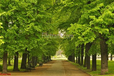 File tranh File tranh phong cảnh thiên nhiên PCN2135 (gốc) phong cách tối giản