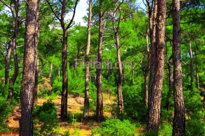 Tệp tin gốc File tranh phong cảnh thiên nhiên PCN2148 (chất lượng) File tranh phong cảnh thiên nhiên PCN2148