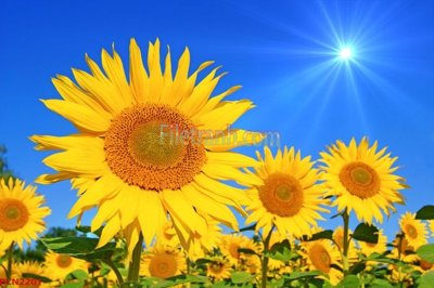 File gốc File tranh phong cảnh thiên nhiên PCN2201 (bản quyền) cho in ấn