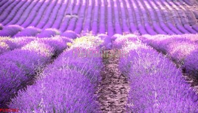 File in ấn chuyên nghiệp File tranh phong cảnh thiên nhiên PCN2302 (file gốc)