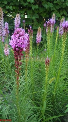 File gốc in mica File tranh phong cảnh thiên nhiên PCN2303 chất lượng