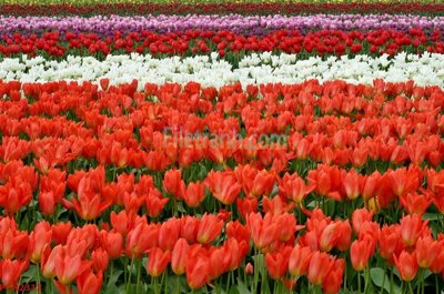 Tải về file gốc File tranh phong cảnh thiên nhiên PCN2312 (chuẩn in ấn)