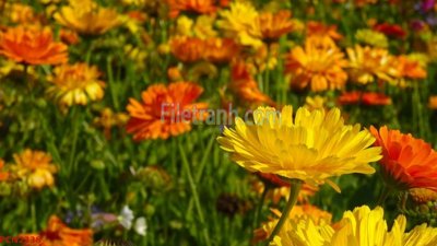 File gốc File tranh phong cảnh thiên nhiên PCN2338 (AI/EPS) cho in ấn