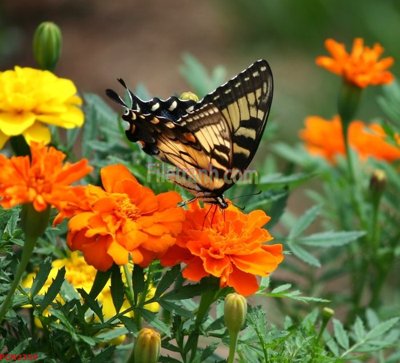 File tranh File tranh phong cảnh thiên nhiên PCN2359 (bản gốc) trang trí văn phòng