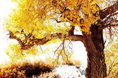 File tranh File tranh phong cảnh thiên nhiên PCN2422 (file gốc) chuẩn màu in