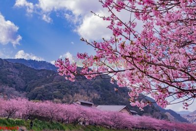 File tranh gốc File tranh phong cảnh thiên nhiên PCN2473 (bản quyền) độc đáo