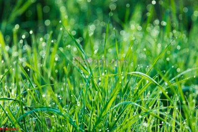 Tải file File tranh phong cảnh thiên nhiên PCN2482 (gốc) làm file thiết kế