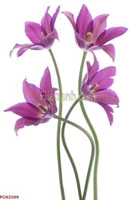 Tải file File tranh phong cảnh thiên nhiên PCN2509 (PSD) cho in tranh 3D