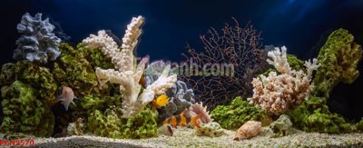 File tranh File tranh phong cảnh thiên nhiên PCN2570 (file gốc) chuẩn màu in