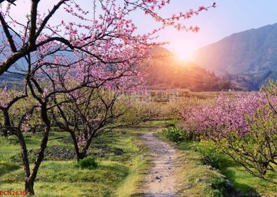 File tranh File tranh phong cảnh thiên nhiên PCN2630 (bản gốc) in lụa 5D