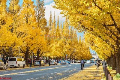 File gốc File tranh phong cảnh thiên nhiên PCN2632 (in mica) làm bảng hiệu