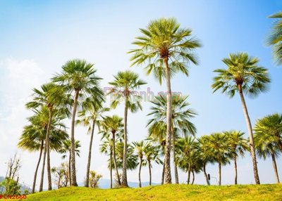 File in ấn chuyên nghiệp File tranh phong cảnh thiên nhiên PCN2660 (file gốc)