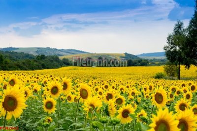 File gốc File tranh phong cảnh thiên nhiên PCN2662 (phong cách) tối giản