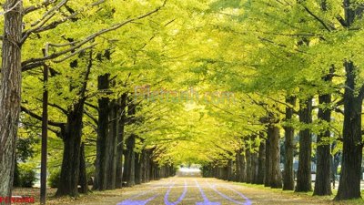 Download file gốc File tranh phong cảnh thiên nhiên PCN2688 (in mica) trang trí