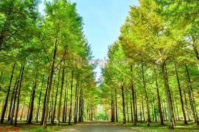 File in trần File tranh phong cảnh thiên nhiên PCN2698 (bản gốc) 5D