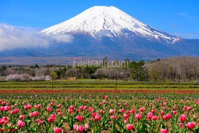 File tranh gốc PSD File tranh phong cảnh thiên nhiên PCN2777 còn nguyên layer