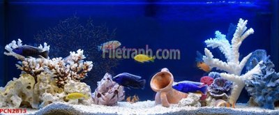 File tranh File tranh phong cảnh thiên nhiên PCN2813 (gốc) in film