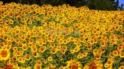 File tranh File tranh phong cảnh thiên nhiên PCN2850 (bản gốc) in lụa 5D