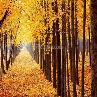 File ảnh File tranh phong cảnh thiên nhiên PCN360 (gốc) in quảng cáo ngoài trời