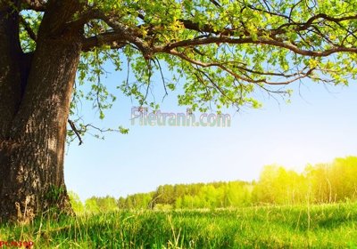 Tải file gốc File tranh phong cảnh thiên nhiên PCN399 (in khổ lớn) không vỡ