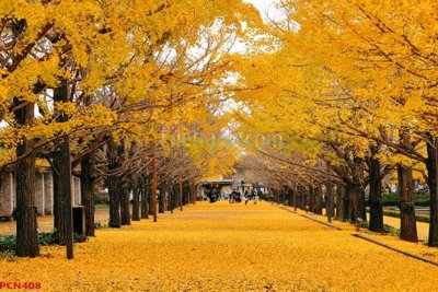 Tải file gốc File tranh phong cảnh thiên nhiên PCN408 (in tráng gương) siêu đẹpFile tranh gốc File tranh phong cảnh thiên nhiên PCN408 chất lượng cao