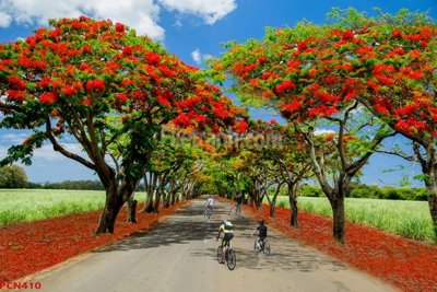 File gốc File tranh phong cảnh thiên nhiên PCN410 (dành cho trang trí nội thất)