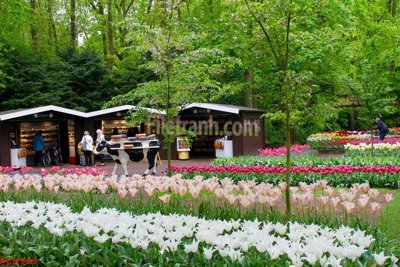 File gốc File tranh phong cảnh thiên nhiên PCN989 (ảnh chi tiết) để in ấn