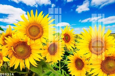 Download file tranh File gốc in tranh tổng hợp Q10314 (file gốc PSD)